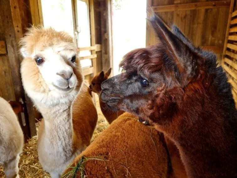 فيلا Domek Letniskowy Nad Stawem Lipusz المظهر الخارجي الصورة