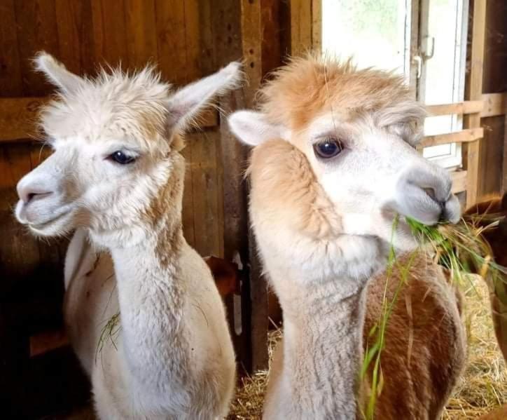 فيلا Domek Letniskowy Nad Stawem Lipusz المظهر الخارجي الصورة