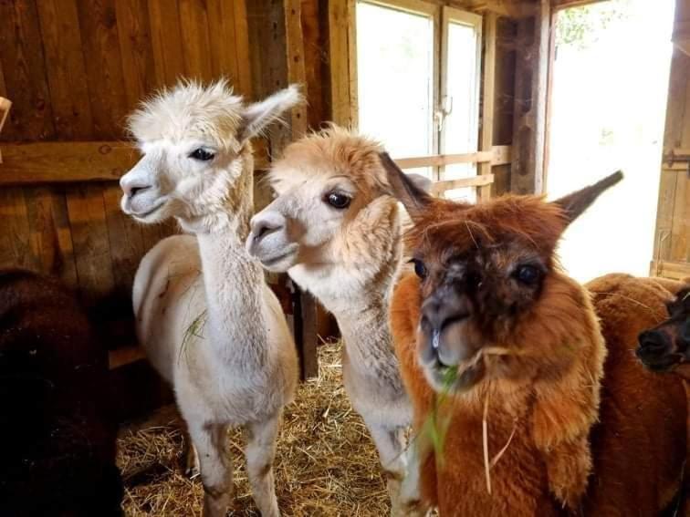فيلا Domek Letniskowy Nad Stawem Lipusz المظهر الخارجي الصورة